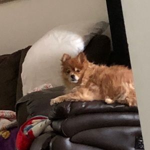 Meet your Posher, Jose j